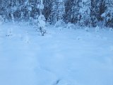 DSCF1859  Fugle var her (ikke phonix .. da denne kom fra sneen).. natteleje fra skovfugl under sneen .. men ikke i syne nu