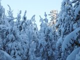 DSCF1860  Jo det kunne have været et godt fugletræ .. men idag vil de ikke til tops der