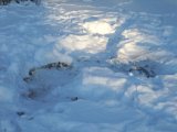DSCF1880  Rester (ryggraden) af elgkavader som ulven har taget