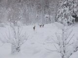 DSCF1900  Rå med 2 kid? .. lige på min indkørsel op til ENgen