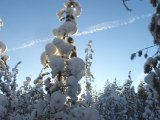 DSCF1902  Familien rejst .. så en solskinsdag efter fugl?