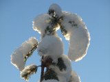 DSCF1903  Flotte fyrretoppe