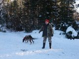 DSCF1930  nej blev intet av.. Bjön kopplat Mickie .. vi drar nu  op på Orrtoppen/hygget