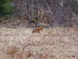 IMGP0566  Nu foto igennme åbent vindue.. kan riskere Bætte hund får syn/fært af den en morgen og stikker til skovs efter den = ikke godt