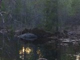 IMGP0577  Omkring solnedgang imellem nogle huller i små træer syntes en B .. op på x15 i kikkert, der på klippen i bækken ca 20m frem, bum og nu kommer den drivende ned imod mig
