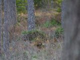 IMGP0589  15min før solnedgang, stor B svømmer ned nedstrøms, går i land og efter lidt søgen finder jeg den igen på 60m. Efter stykke tid vender B 45grader til -> bum og den vælter (ca der hvor 'mørk klat' neden for tue midt i billede)