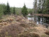 IMG 0007  humpe dumpe og tætskov langs brinken .. gamle Hund har det hårdt falder i huller og er muggen