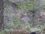 IMG 0084  Sådan ca var sigtet til B på klippen. KJG 'premium' kuglen er testet/beregnet til at kunne holde til (retningsstabil og 'dødlighedgrad') små og større grene etc på vejen kort før mål. (det er bla. det der betales for i forh til traditionel kappet bly kugle)