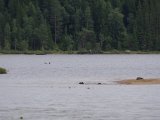 IMGP0834  De har set mig for lang tid siden og holder 300m+ fra mig