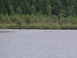 IMGP0835  ja nu er de på Ø siden af søen .. måske mulighed at tage dem fra skovbrynet derude.. men ville blive fladt skud (og mose/småtræ imellem) .. så må se hvad der kan lade sig gøre