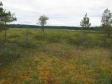 IMG 0460  Det vådt/dynget mange stder .. så må hoppe fra tue til tue