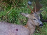 IMGP0615  Jo han er fin fin nok til mig. Effektivt skud med hurtig forending og minimalt kødsspild. Både ind og udgang ca som 1-2krone. Brugte KJG helkobberkugle ladet op til 1035m/s i 6,5x55