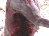 IMG 0206  Indgangs siden ser umiddelbar ser meget blodig ud. MEN det er kun yderside/hinderne, hives/skrbes de af er kødet godt tørt indenunder. Så den har blødt kraftig imellem pels og muskel.