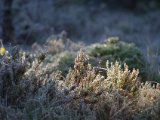 IMGP0918  så kommer solen højt nok til at fange rimbeklædete lyng/ris skovbund