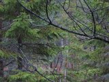 IMG 0801  i skogen var jeg sog hals,ben huvud..so lite sikt )ih´gen gul mössa i midten af bild) var der men inte nog til säcker sikt/träfbild (inte för mej i alla fall)