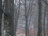 DSCF1965  Samling efter endt 1ste såt ud for skovfaldet