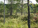 IMG 0550  fugl kan være hvorsomhelst