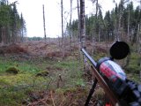 IMG 0624  hygge (S for skovfæld), har udsigt til 400m+ ud og skudhold til 2-300m..men nada .. ud over stor rovfulgl der kom seglende ned mellem træerne