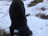 DSCF1998  så kom hannen ud snaske is og sne ... men stadig beboeren er 'indendøre'