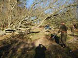 DSCF2002  Ny grav .. finde lugter os fem til et stinkhul og to under en væltet eg.. vi er klar, hunden slippes