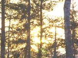 IMGP0960  Sit på pass vid bommen.. solen börjar kom fram mellam träd