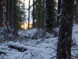 IMGP1050  Nästan där .. får ingen fågel på den her tid af dagen..men vill forsät så jag vet var mossen ä