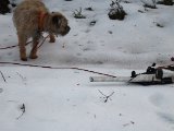 IMG 0924  Nästa dag..gamla skogsvägen .. spor = storfågel (tjäder) samma område jag så än sidsta år. Dagen efter gik vi rundt og trykte den up på 40m utan varning = no chance
