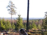 IMG 0938  Åsen ved BjH mossen, utsigt mot SÖ. STora ensamma tall var sidsta år spanings träd för 2-3 orrar