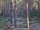 IMG 0941  igennom tätskog og småmyr på väg ner mot elva.. et fejningsträd..kunne int se non kasthorn non stans