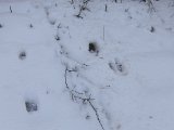 IMG 0983  Nu kom snö igen.På väg mot gängmossen. Elg över o rovdjur? rakt efter.. För stort til Räv .. men Varg? .. nej kolla senera = mer troligen en drever/stövarer der got 'vildsen' på elg