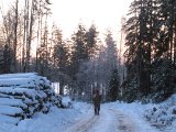 IMG 1002  Björn i förvägen.. han tar på skogskidor o går upp i skogen