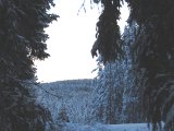 IMG 1007  Upp för bakken .. vi skrämte tjäder upp .. försökar gå äfter ... men var??