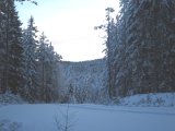 IMG 1009  Tjäder kan vara var som helst