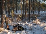 IMG 1017  Ut ensam igen ... tidigare på dagen i Gängmossen..så var är fågel ?