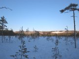 IMG 1030  Krossar över mossen mot gammel skogen..därr skämte jag Träder upp på 40m igen.. igen ingen chans..vil var bra med en hund at hjälp til med o hit dom
