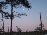 IMG 1033  hittat vägen tilbags gennom gammal skogen og hittan var jag krossad mossen. Rosa himmelfärg o klar mond  = go hem tid