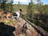 IMG 1234  middagstur og rekon med hundene ved älg pass .. check Franzerbäcken lidt mer V end jeg var på pass første aften..nej her er intet