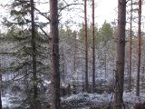 IMG 1245  JO næsten samme sted jeg sad da jeg fik babybæver sidste år.. men i år er eneste aktiviet  Knippa= Hvinand