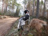 IMG 1247  spredt gnav mange steder intet 'fokus'   vi er nået til Silvbergsfallet og tager så alm skovvej hjem