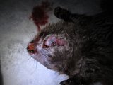 IMG 1271  Udgang i strubeområdet..ok skuddet var lidt stejlere (iforhold til hovedstilling i skudtøjeblik) end jeg forventede... men trak med vilje ikke alt for højde op for at undgå for meget skud langs igennem dyret