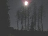 IMG 1277  ud med hunde ved indkørsel set mod SV..presset meget lys ud af foto