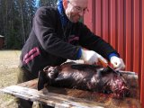 IMG 1284  Næste dag..skindes der..det skal skæres frit sagte og stille i lang tid..køller, forben og ryg er nemme/hurtige at tage af.. Ja det var 2012 B jagten