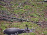 IMGP1170  5min før 'Hahn in ruh' kommer et ungdyr hen forbi mig, får skudt på end 30m