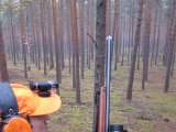 IMG 2898  I det jeg kravler op rå hopper hen imodmig ser mig og væk..er nu kal r.. men det åben skov= ikke lige til gris
