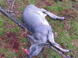IMG 2899  Var godt nok kommet langt foran og skudt nederts del af hoved af .. den var paralysret med trak vejret ..affanging skud var nødvendigt