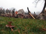 IMG 2910  en masse grise