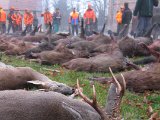 IMG 2911  Og flotr buk (ndlagt af Hans ERik / HOJ garvjagt hundemand)..eksperiment holft for skovfogenden..når der blivt givet frit til alt råvidt var der alligevel kun 3 bukke ud af end 16 rådyr.. så det var ikek så farlig endda (mht frygtet bortskyding af trofæ dyr)