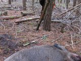 IMG 2920  Den gris jeg skød til .. fik skud fra naboen og kom til bage til der hvro jeg havde skudt til og forendte (vi /han fandt bagefter ud af at det var hans skud der var tællende)