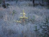 IMGP1165  Lidt sol forsøger at komme igennem til den lille frost mose..denr Urfugle der 'gurgler' i den msoet msoe..så kurmageriet er i gang?