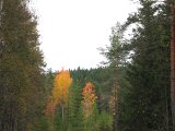 IMG 2720  Ildtræer ved Rishöjden